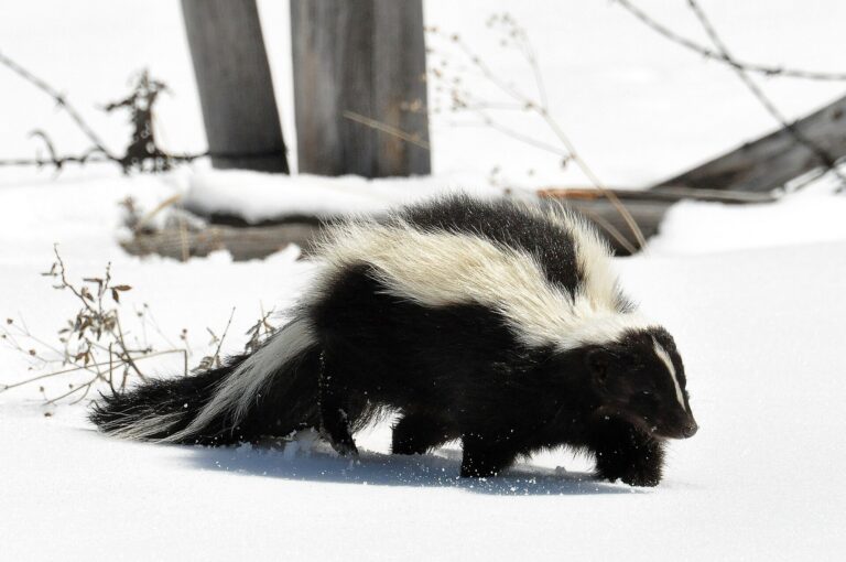 Skunk pruhovaný (Mephitis mephitis)