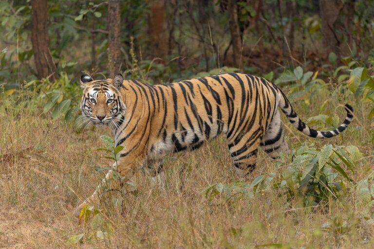 Tygr bengálský (Panthera tigris tigris)