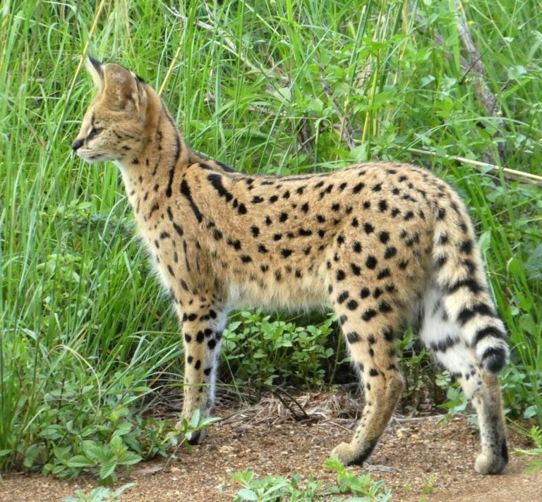 Serval (Leptailurus serval)