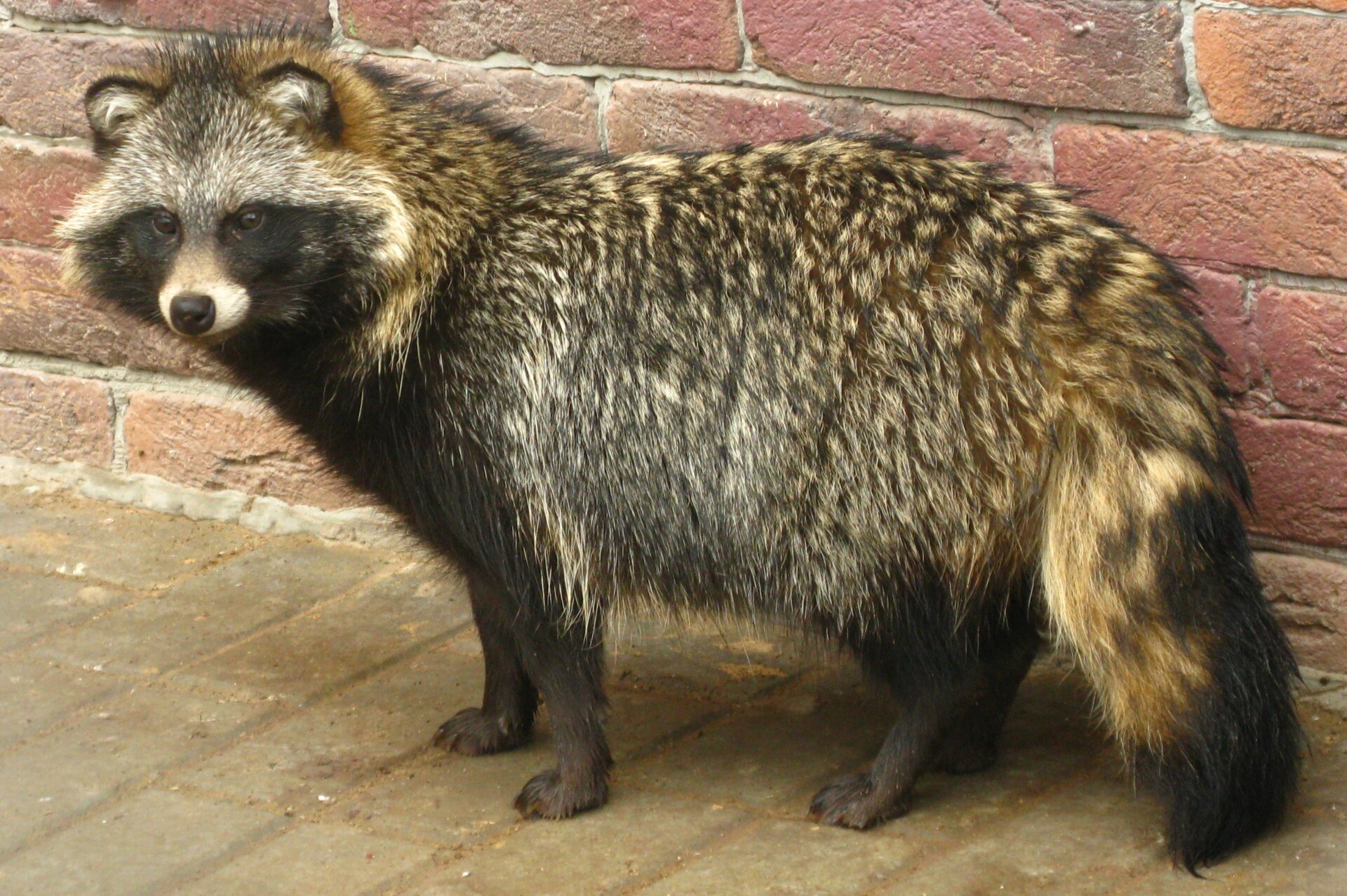 Psík mývalovitý