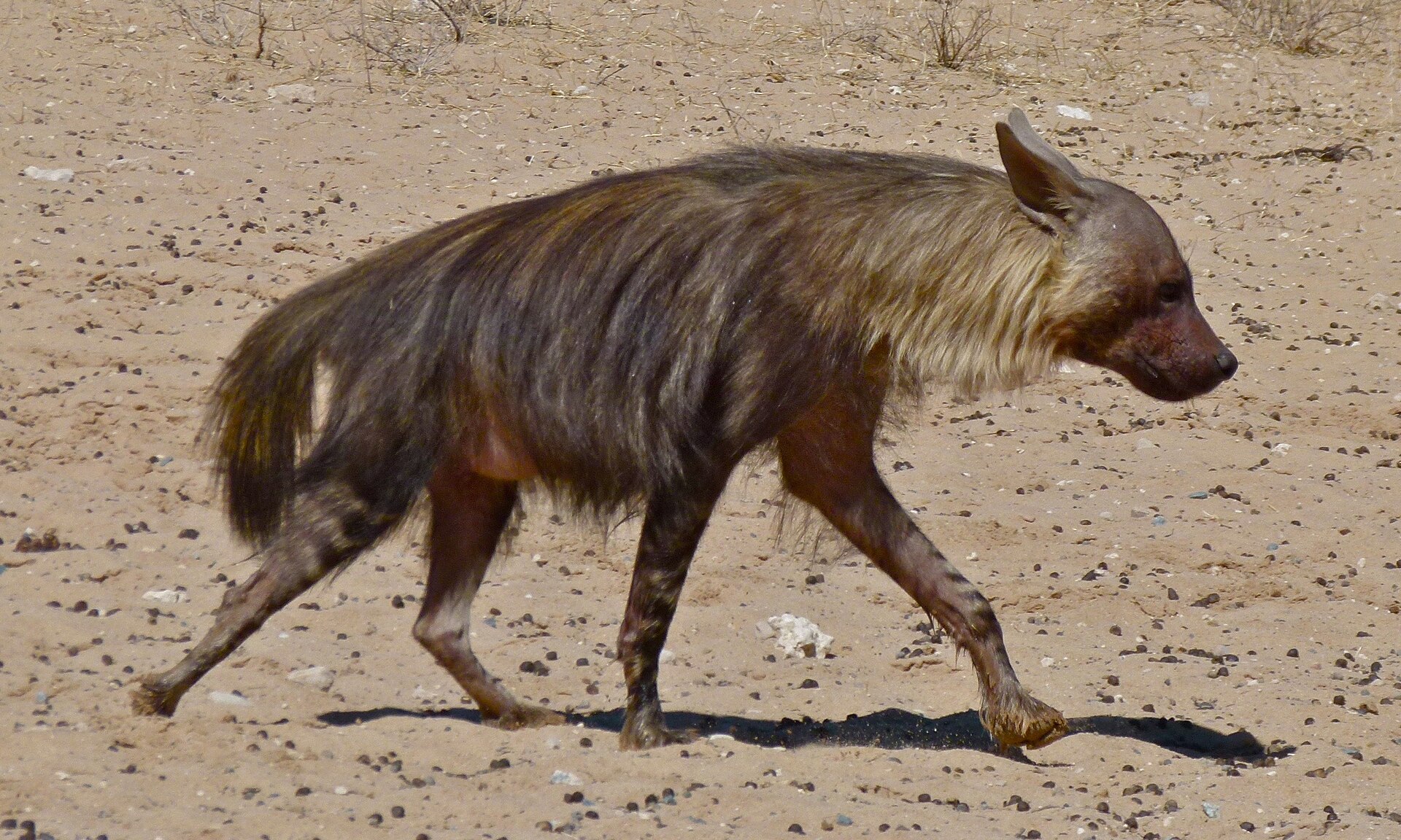 Hyena čabraková