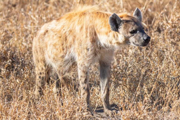Hyena skvrnitá Hyena skvrnitá (Crocuta crocuta)