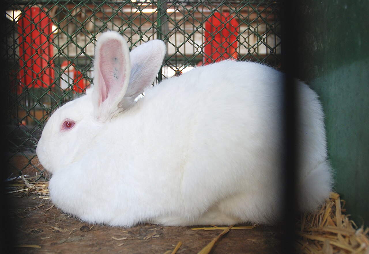 Český albín