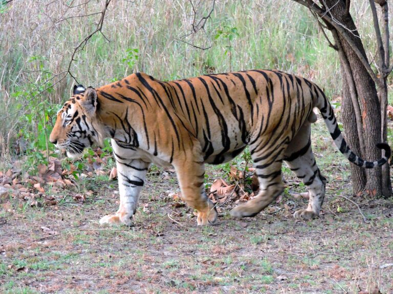 Tygr džunglový (Panthera tigris)