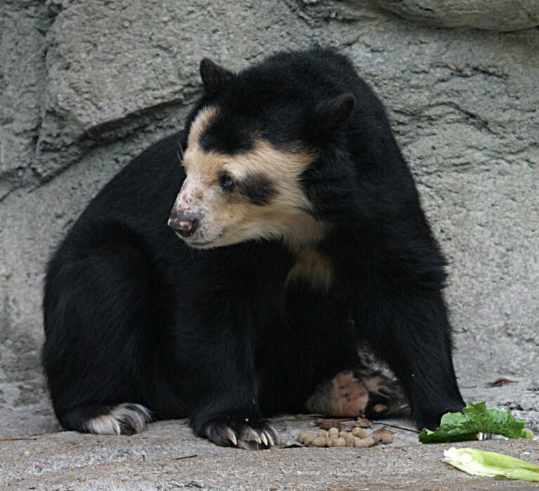 Medvěd brýlatý (Tremarctos ornatus)
