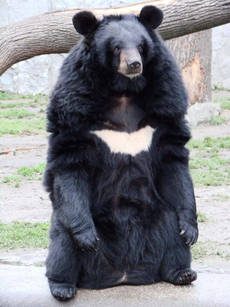 Medvěd ušatý (Ursus thibetanus)