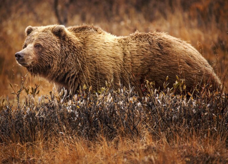 Medvěd grizzly (Ursus arctos horribilis)