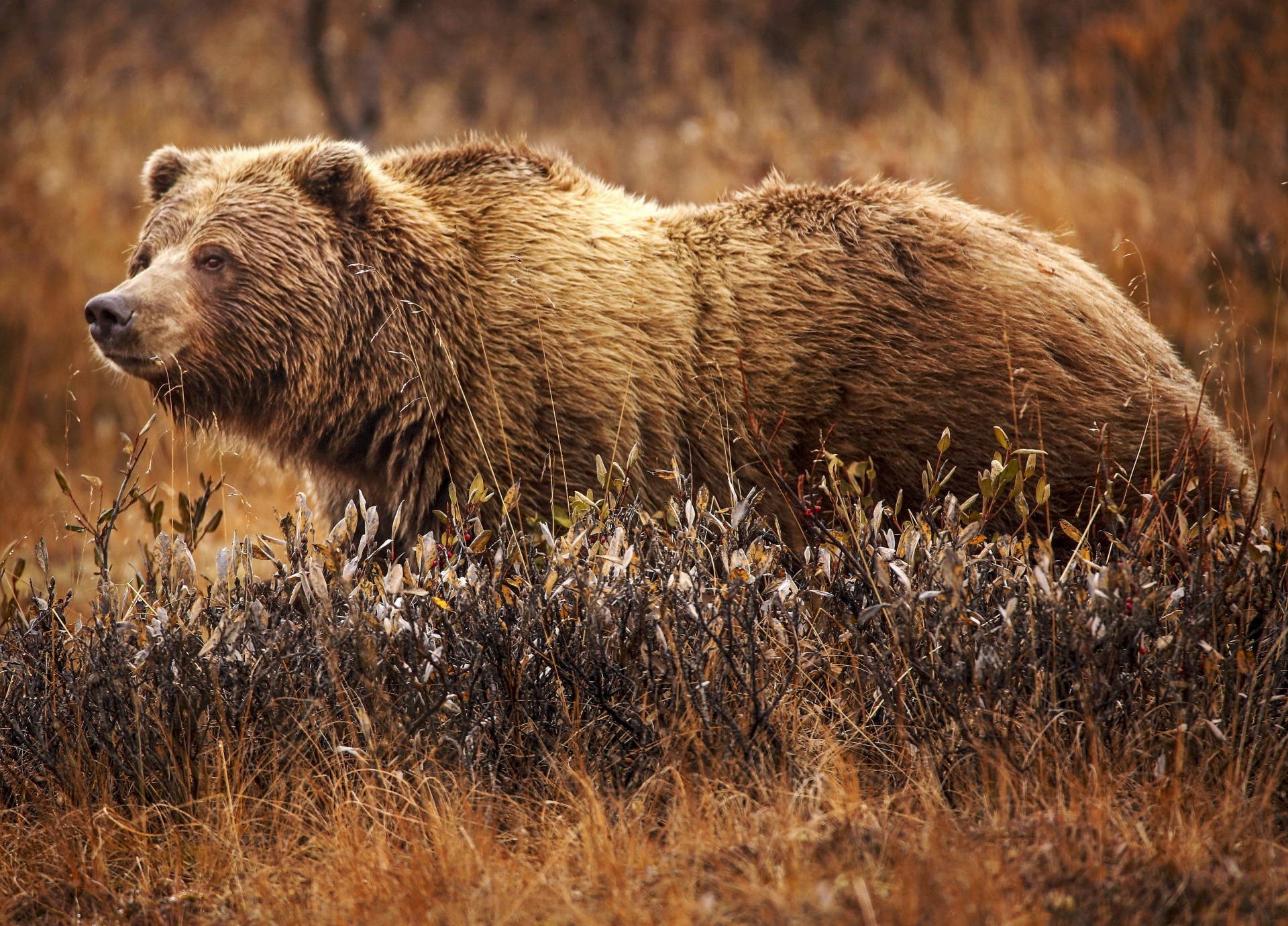 Medvěd grizzly