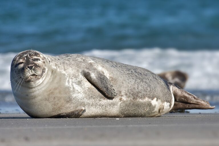 Tuleň obecný (Phoca vitulina)