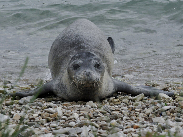 Tuleň středomořský (Monachus monachus)