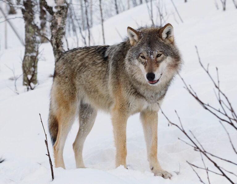 Vlk obecný (Canis lupus)
