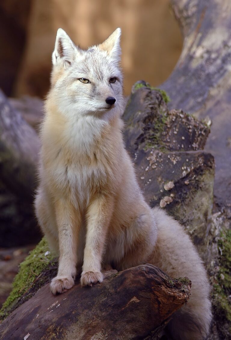 Liška korsak (Vulpes corsac)
