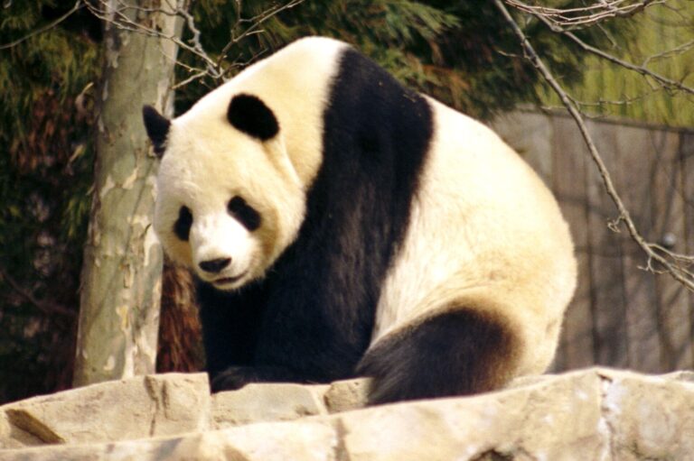 Panda velká