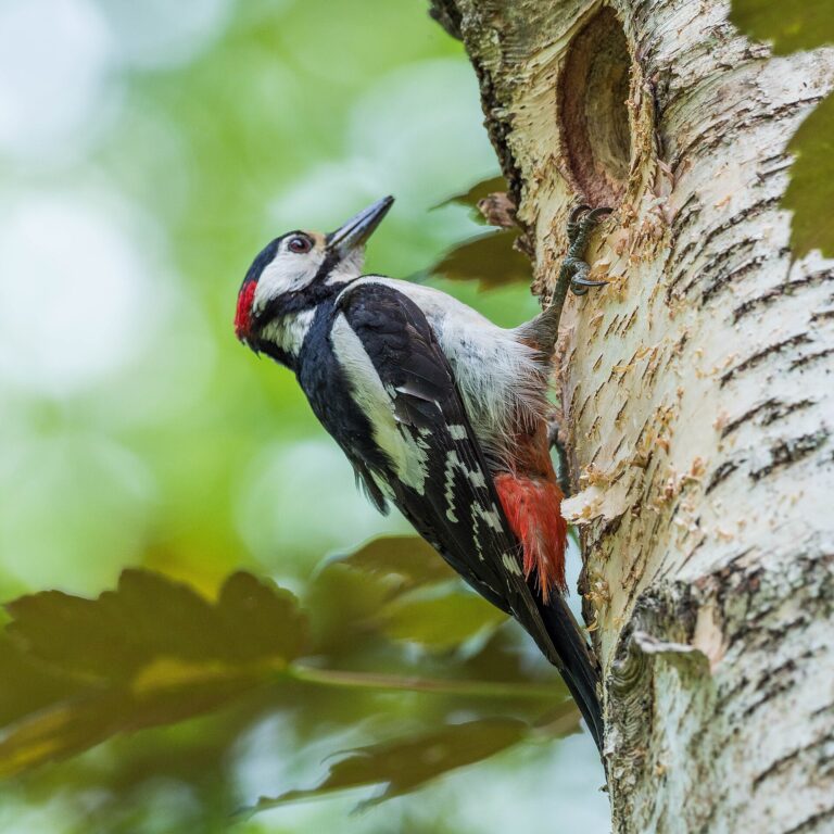 Strakapoud velký (Dendrocopos major)