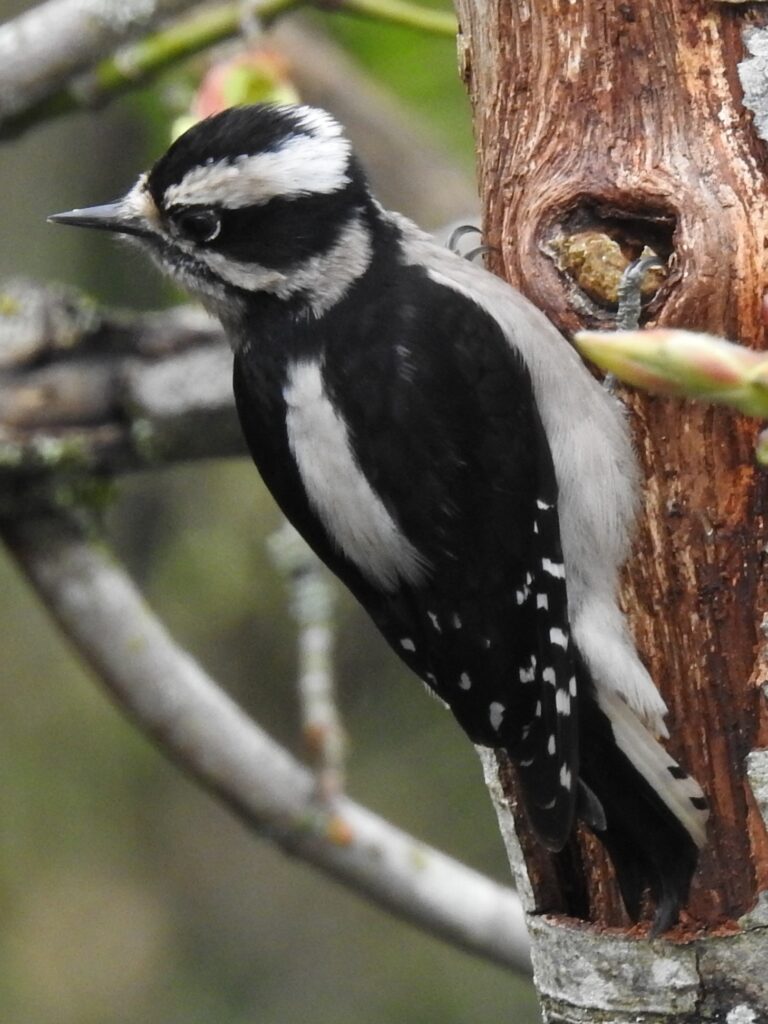 Strakapoud osikový (Dryobates pubescens)