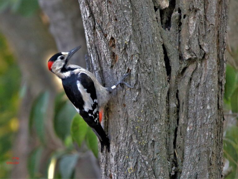 Strakapoud jižní (Dendrocopos syriacus)