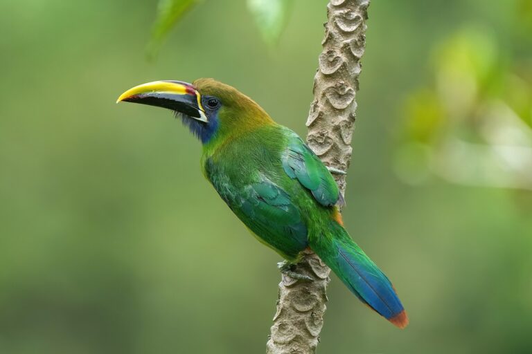 Arassari smaragdový (Aulacorhynchus prasinus)