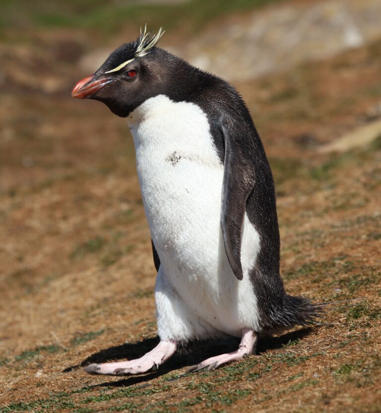 Tučňák skalní (Eudyptes chrysocome)