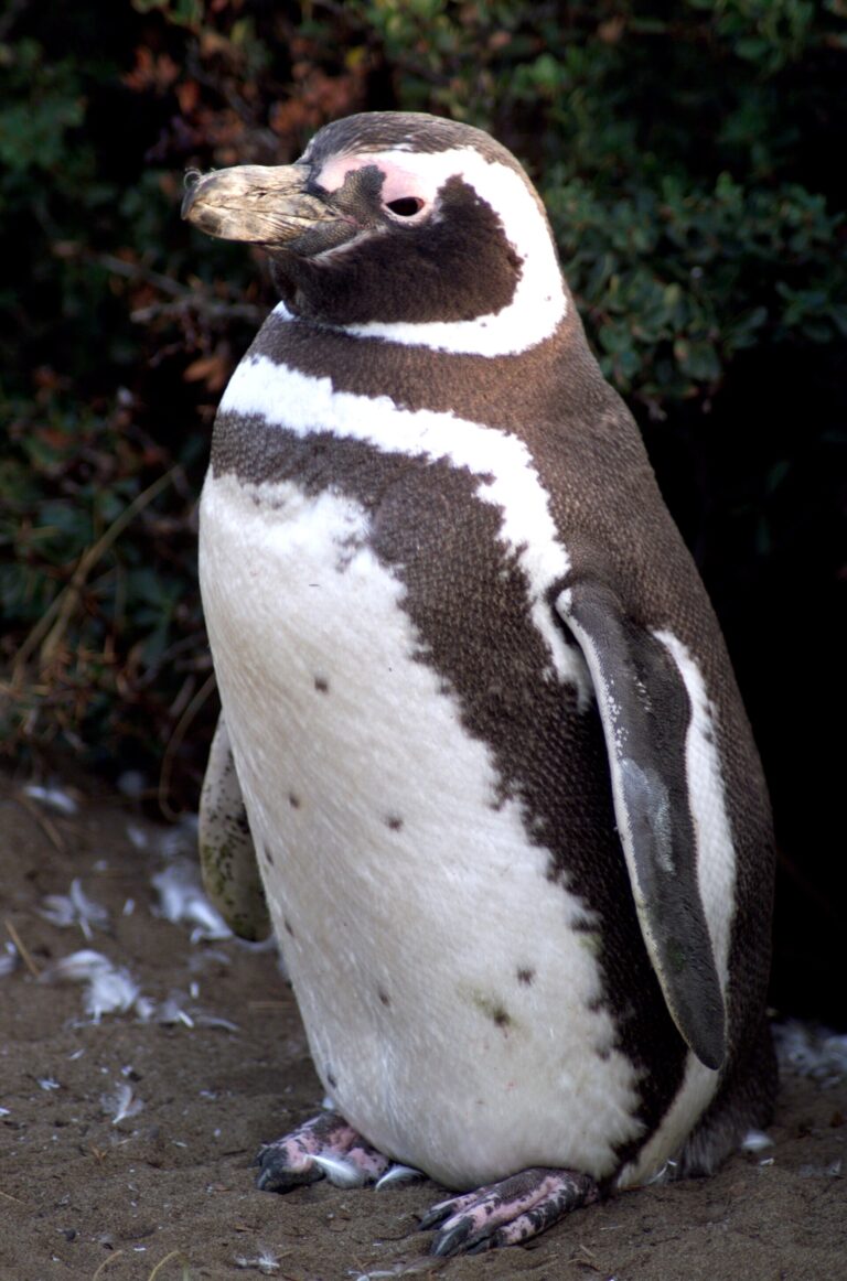 Tučňák magellanský (Spheniscus magellanicus)