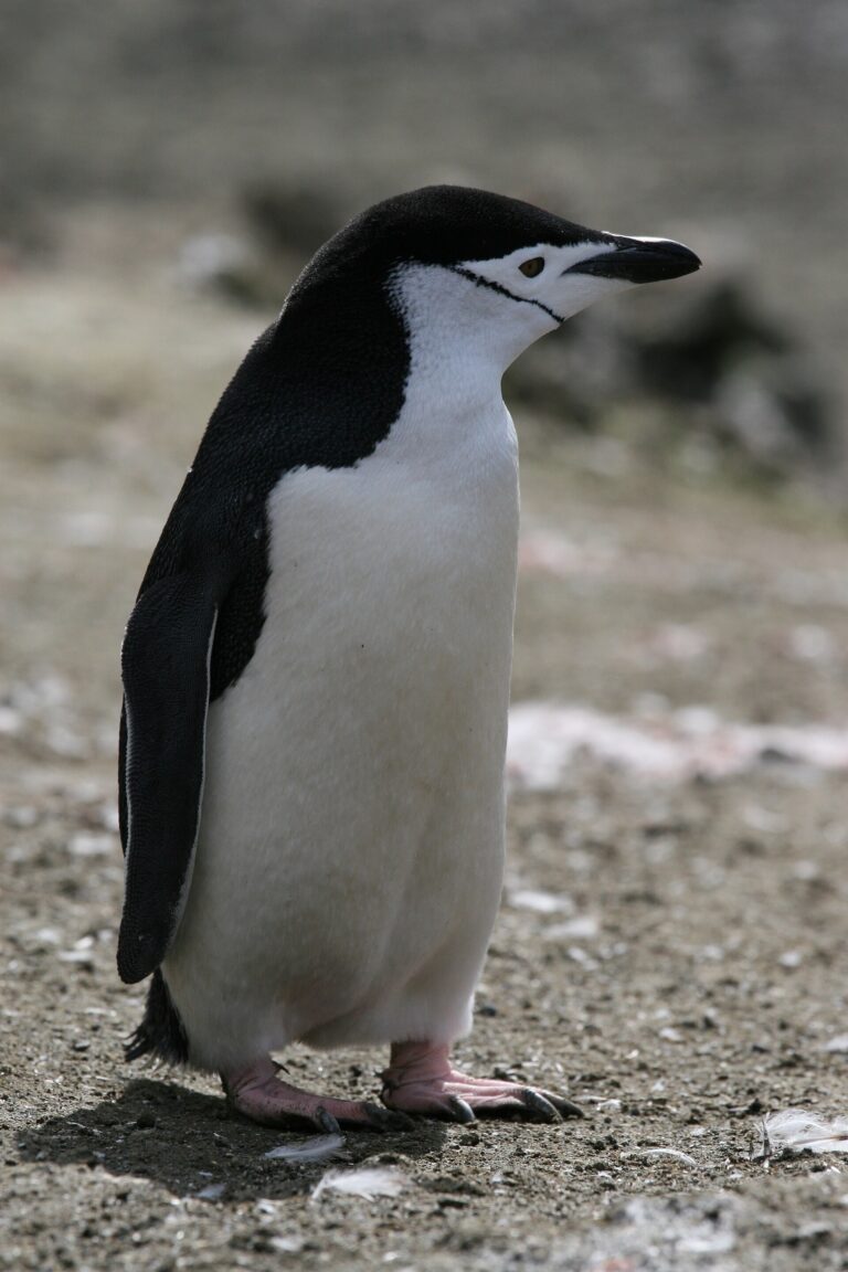Tučňák uzdičkový (Pygoscelis antarcticus)