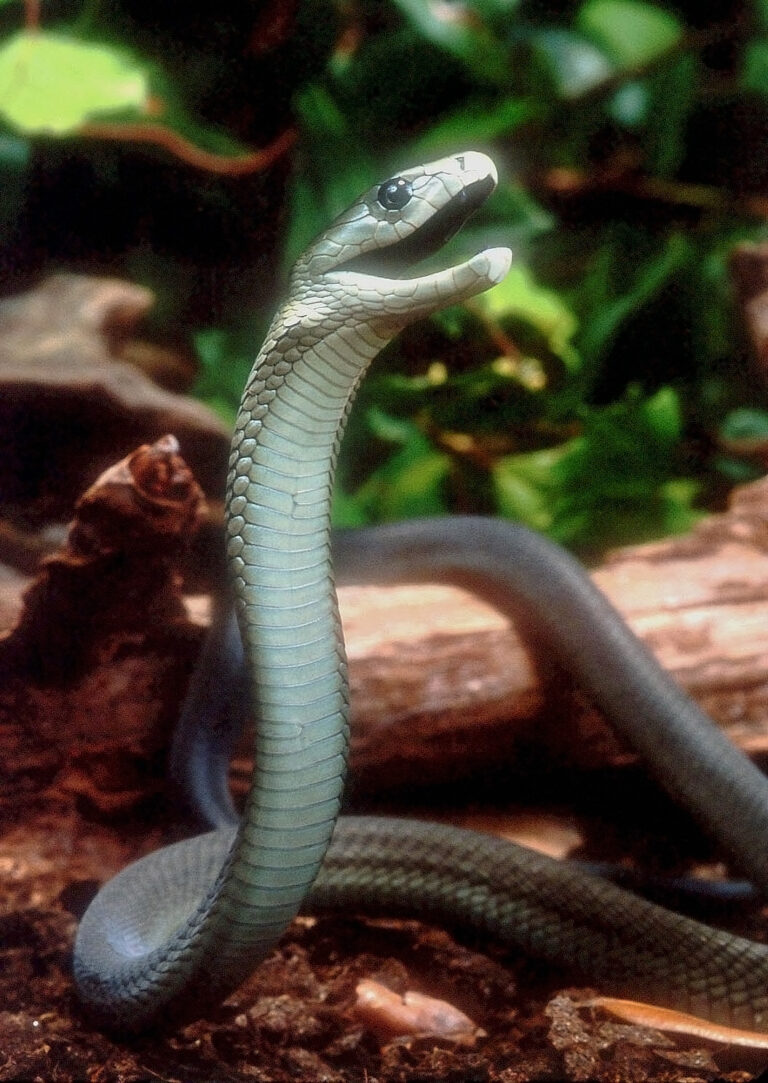 Mamba černá (Dendroaspis polylepis)