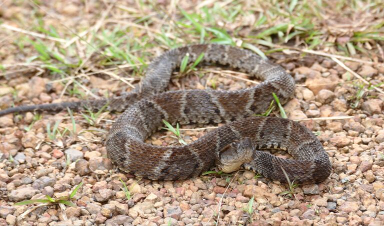 Křovinář sametový (Bothrops atrox)