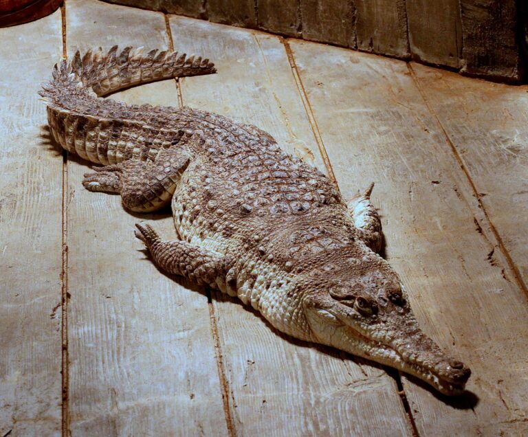 Krokodýl orinocký (Crocodylus intermedius)