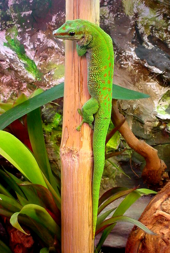 Felsuma madagaskarská