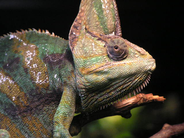 Chameleon jemenský