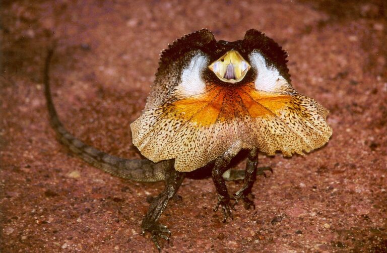 Agama límcová (Chlamydosaurus kingii)