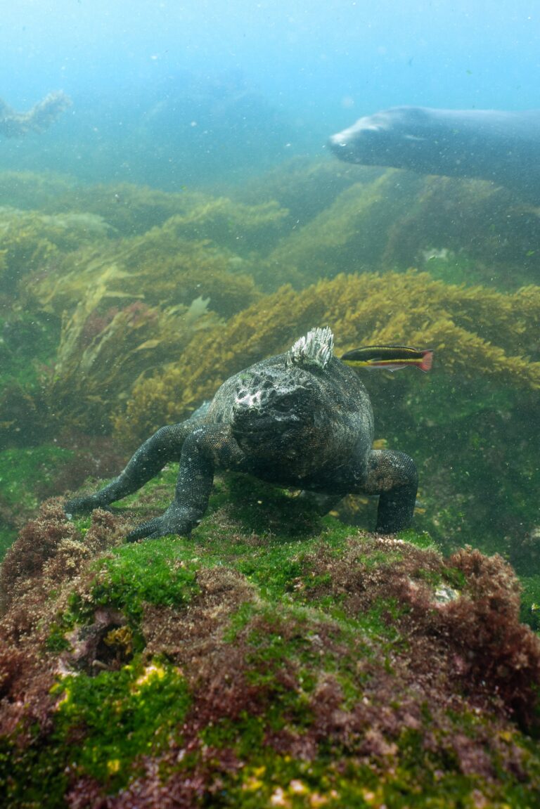 Leguán mořský (Amblyrhynchus cristatus)