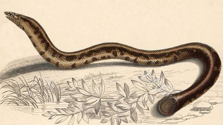 Krátkorep filipínský (Pseudotyphlops philippinus)