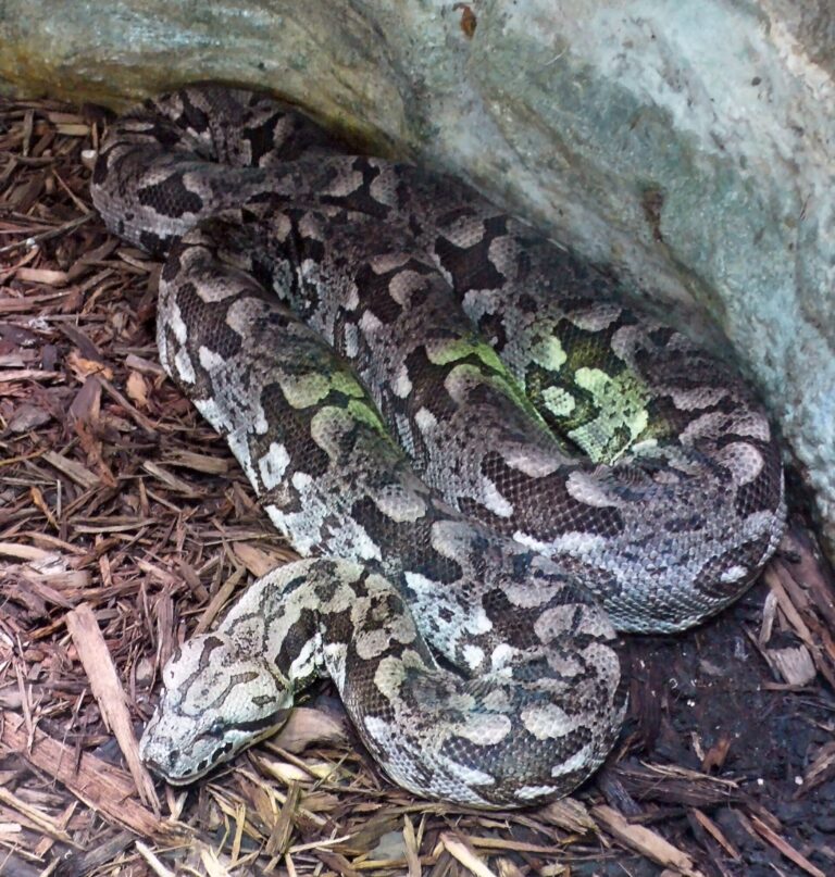 Hroznýš dumerilův (Acrantophis dumerili)