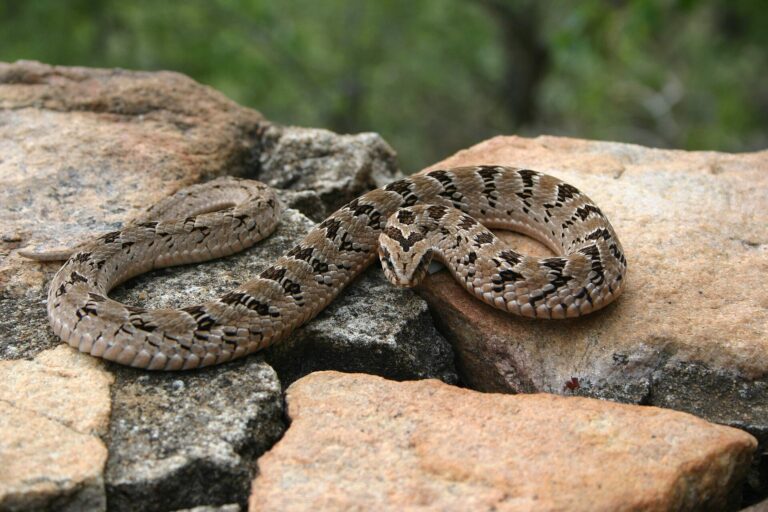 Pazmije vejcorodá (Causus rhombeatus)