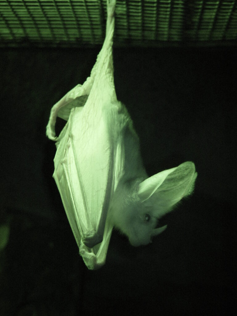 Megaderma australská (Macroderma gigas)