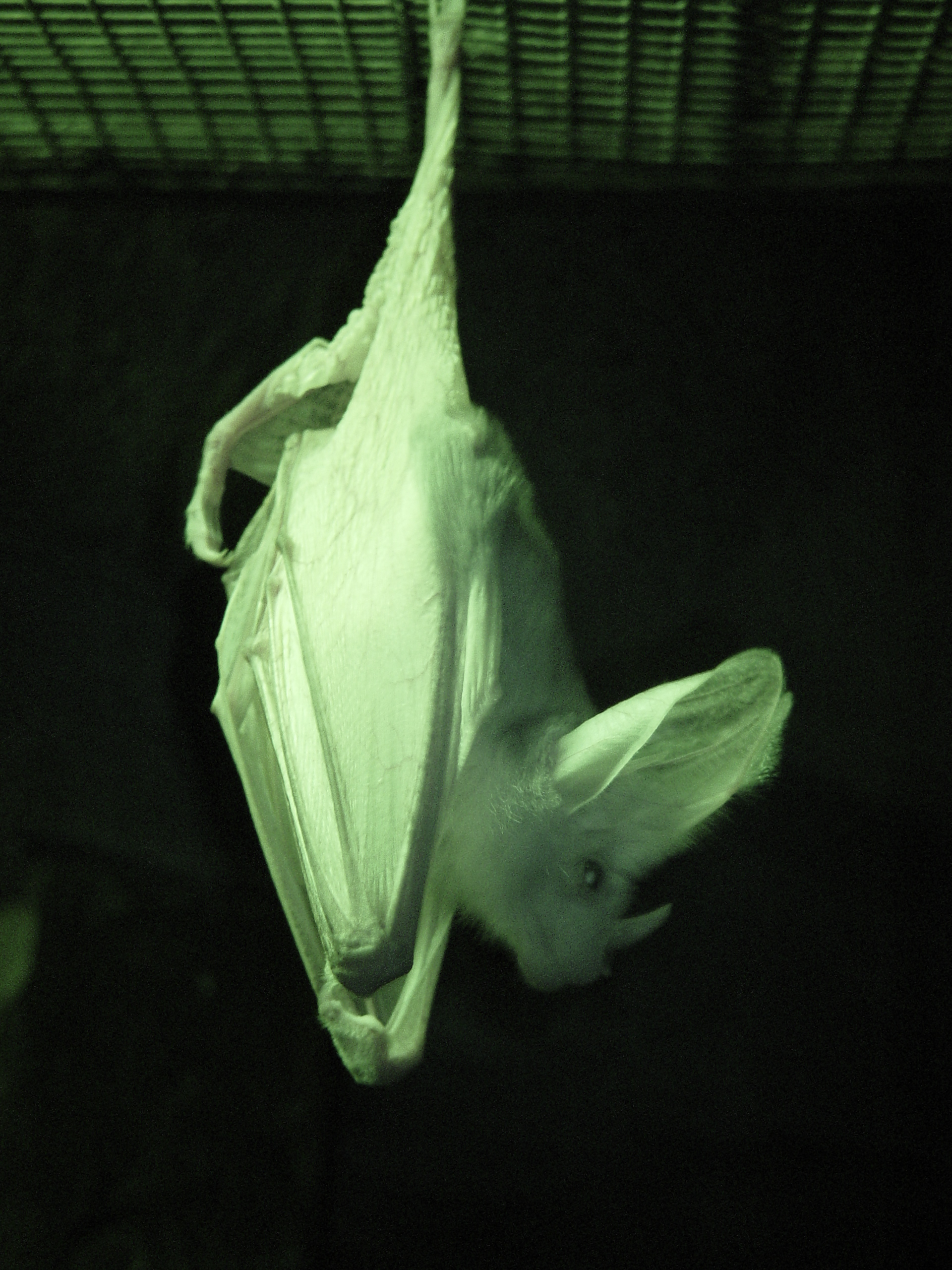 Megaderma australská