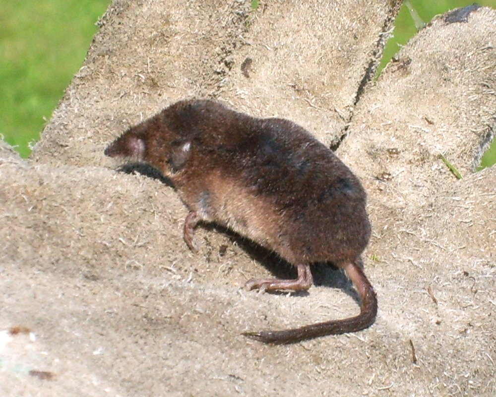 Rejsek obecný
