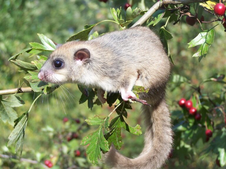 Plch velký Plch velký (Glis glis)