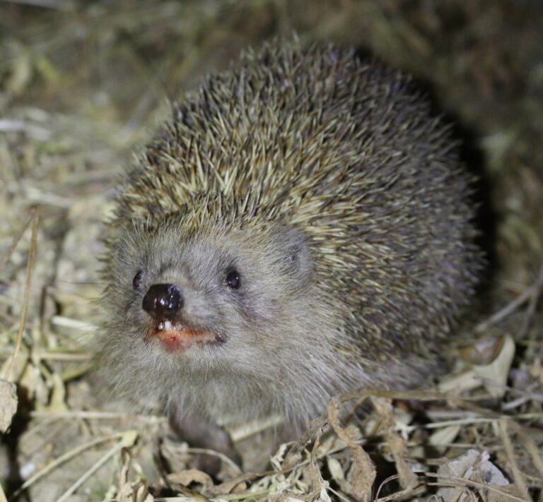 Ježek východní (Erinaceus concolor)