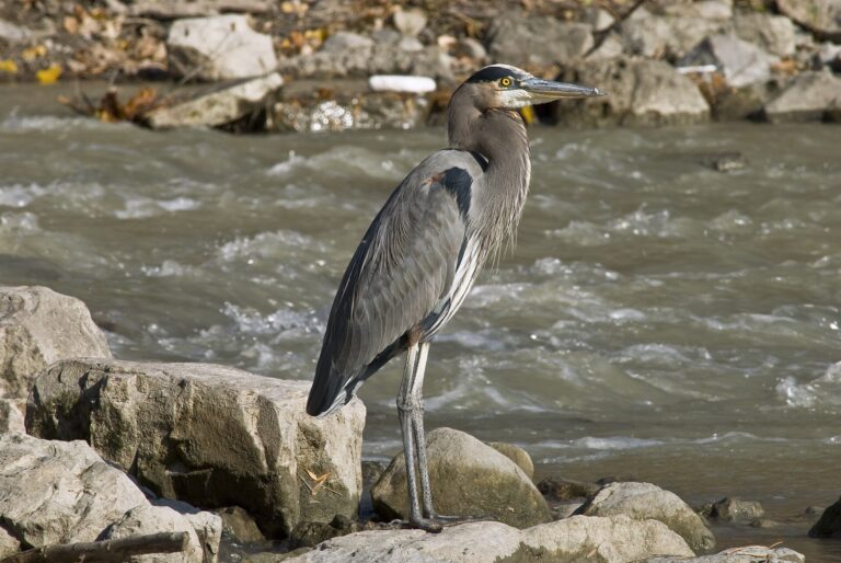 Volavka velká Volavka velká (Ardea herodias)