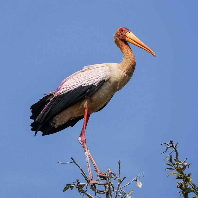 Nesyt africký (Mycteria ibis)