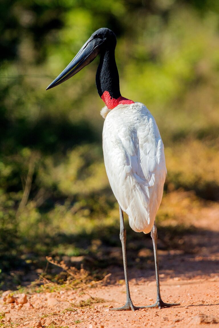 Čáp jabiru Čáp jabiru (Jabiru mycteria)