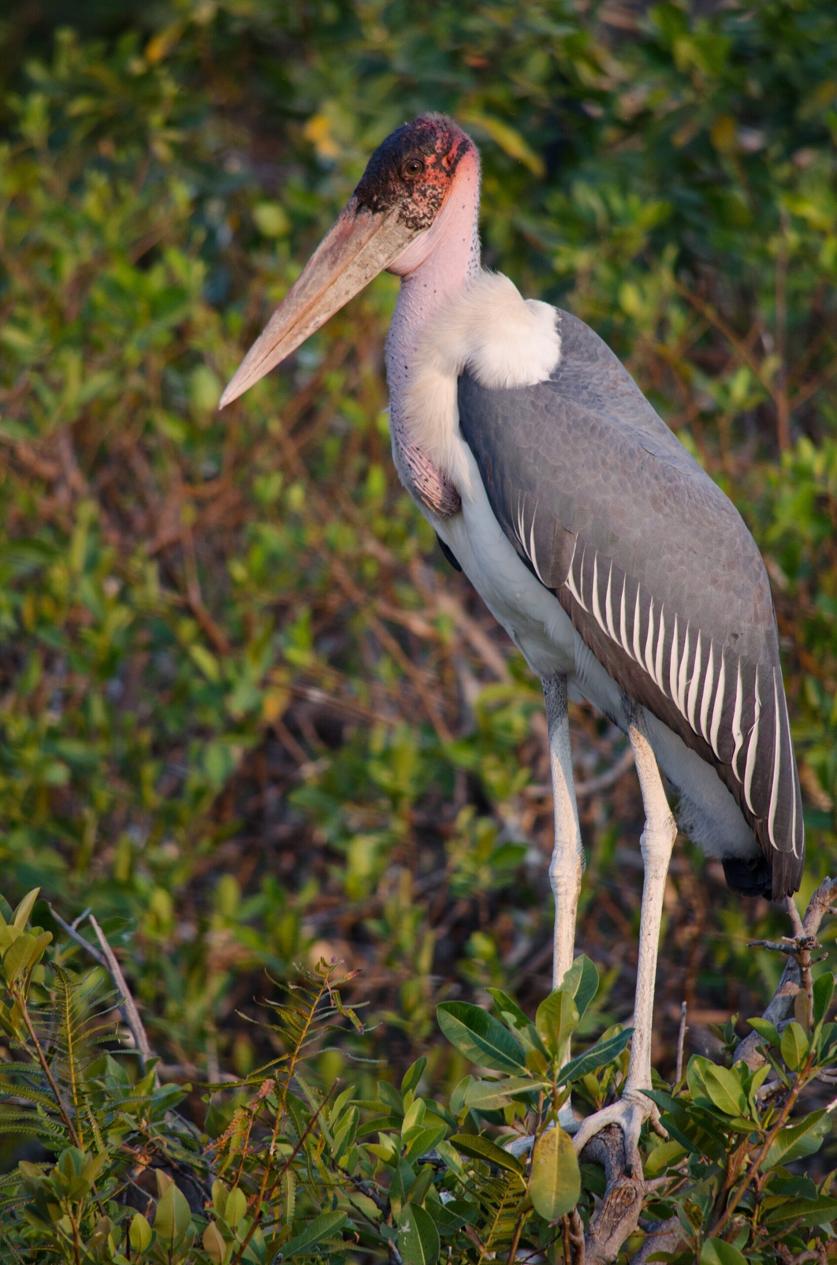Marabu africký