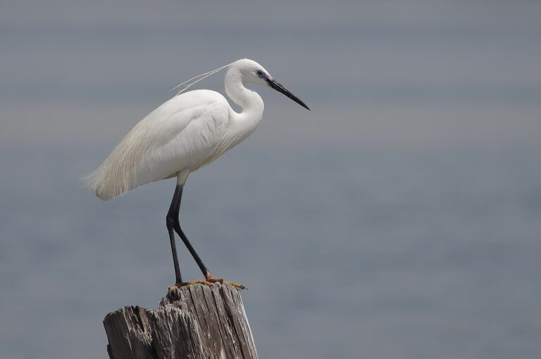 Volavka stříbřitá (Egretta garzetta)