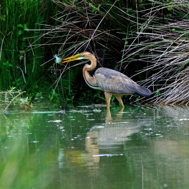 Volavka červená (Ardea purpurea)