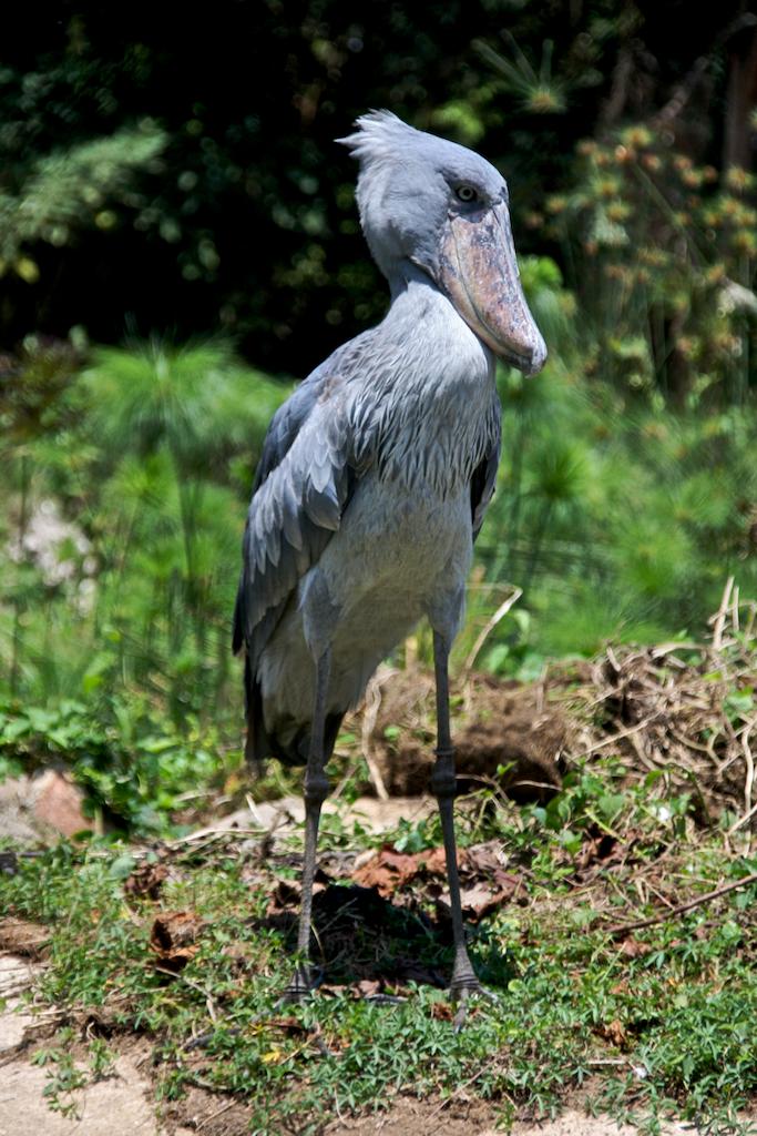 Člunozobec africký