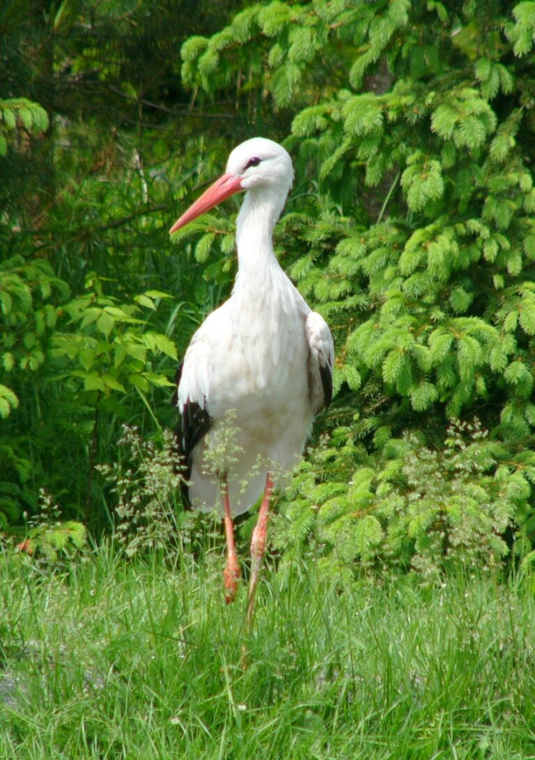 Čáp bílý (Ciconia ciconia)