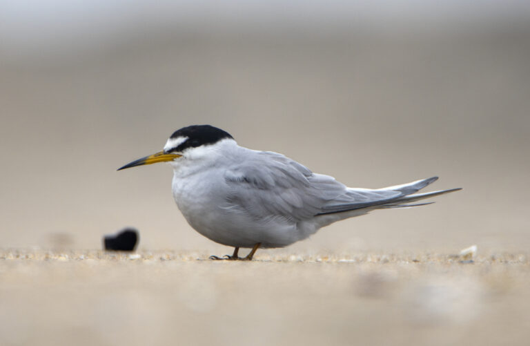 Rybák chilský (Sternula lorata)