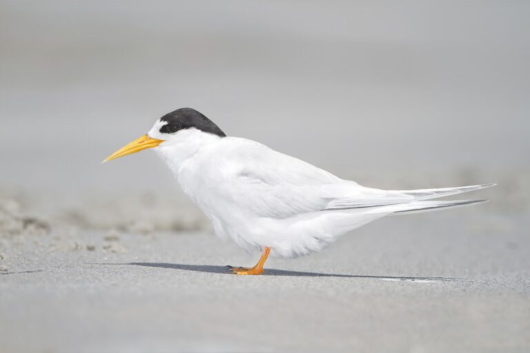 Rybák australský (Sternula nereis)