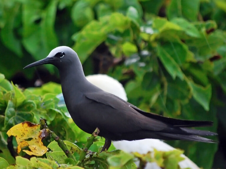 Nody bělotemenný Nody bělotemenný (Anous minutus)